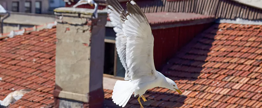 Residential Chimney Animal Removal Solution in North Highlands, CA