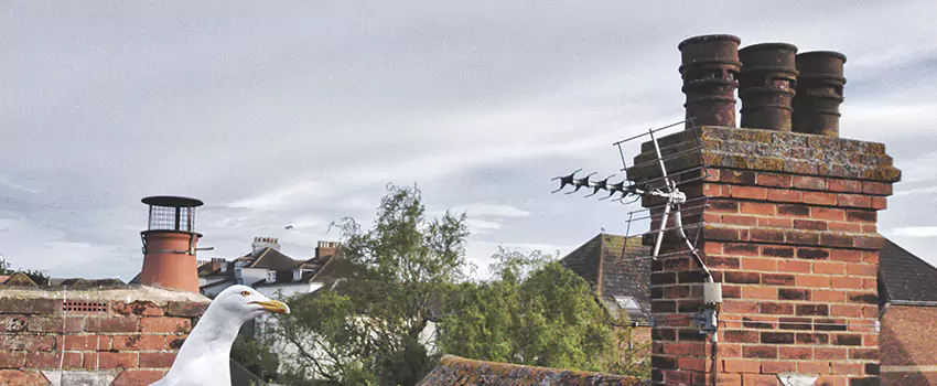 Chimney Cleaning And Restoration in North Highlands, California